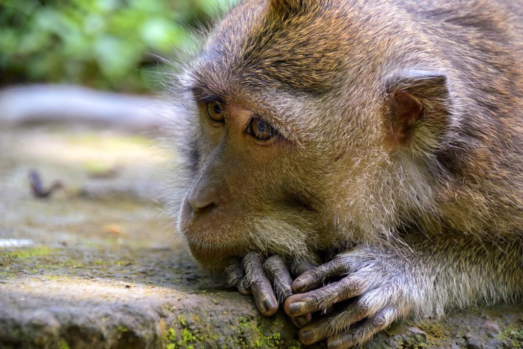 Rahayu Suites Monkey Forest Ubud Zewnętrze zdjęcie